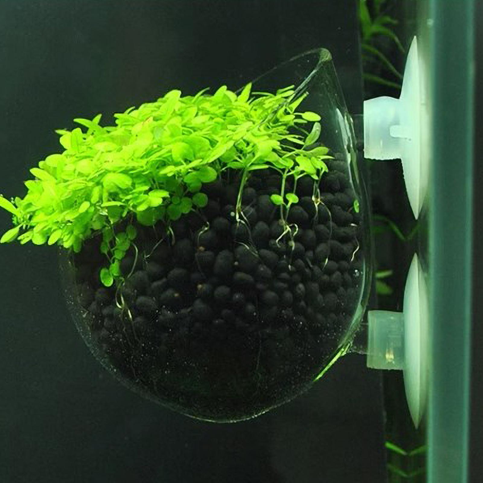 Aquarium Plant Live - Aquarium Plant Holder Glass Aquatic Plant