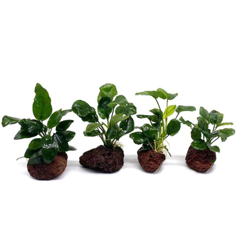 Volcanic Aquarium Decoration F - огляд і ціна Aquarium Plant Live