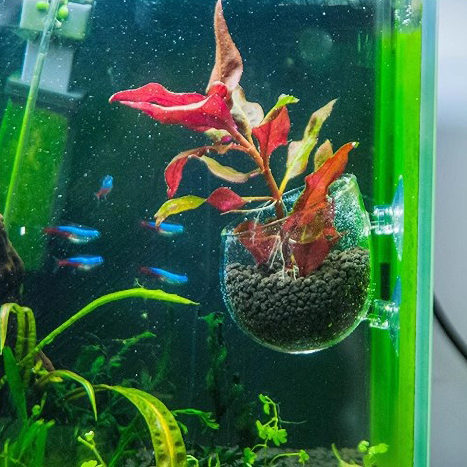 Aquarium Plant Holder Glass Aq - огляд і ціна Aquarium Plant Live