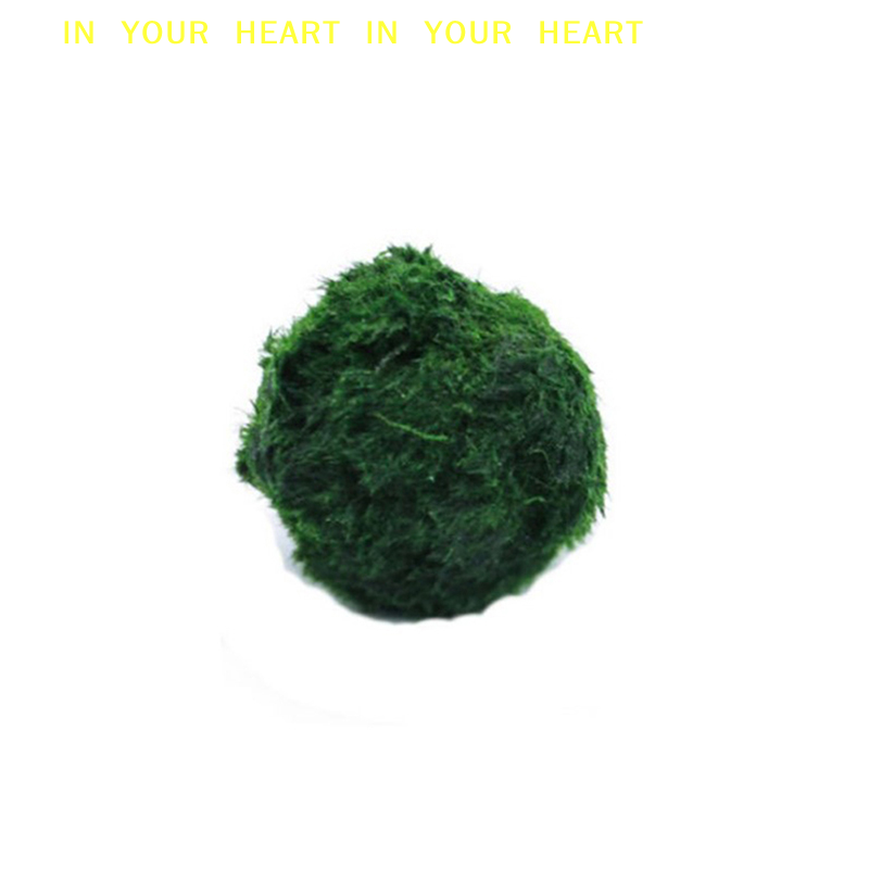 【X】3-4cm Marimo Moss Balls Liv - огляд і ціна Aquarium Plant Live