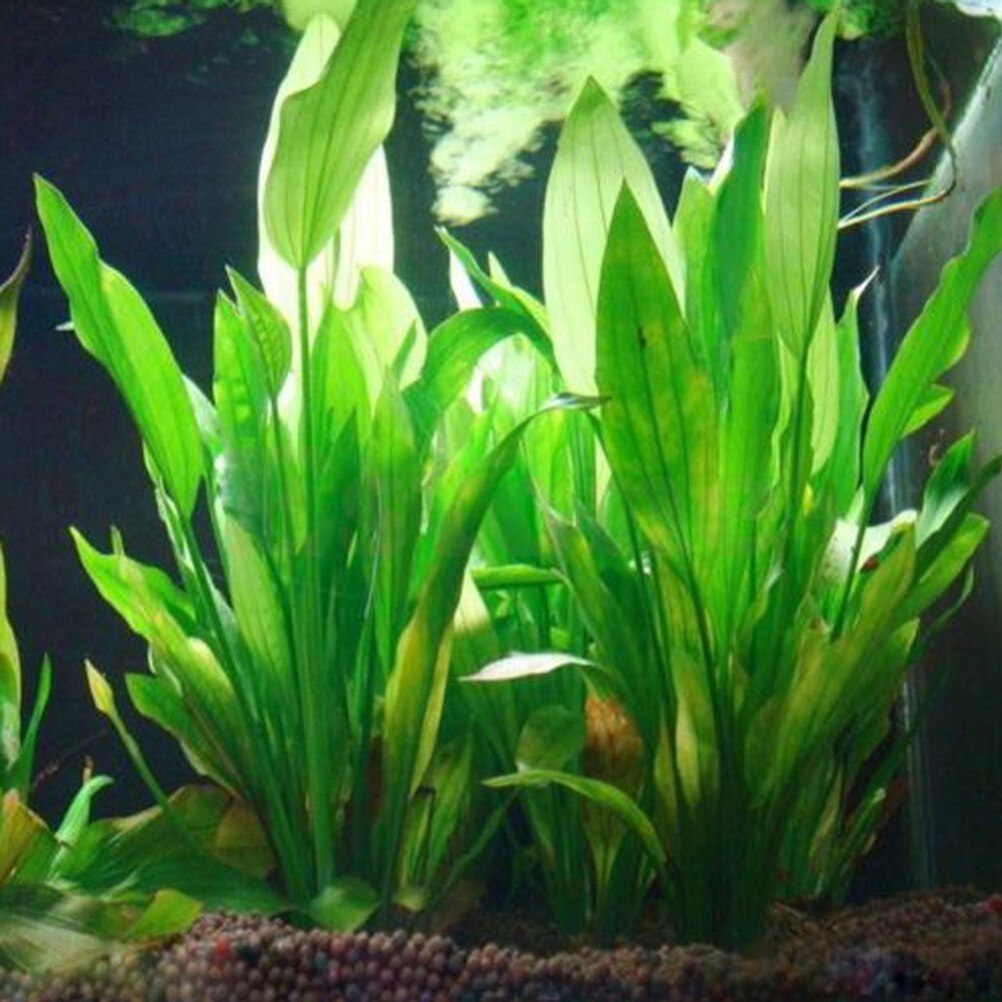 15cm Artificial Aquarium Decor - огляд і ціна Aquarium Plant Live