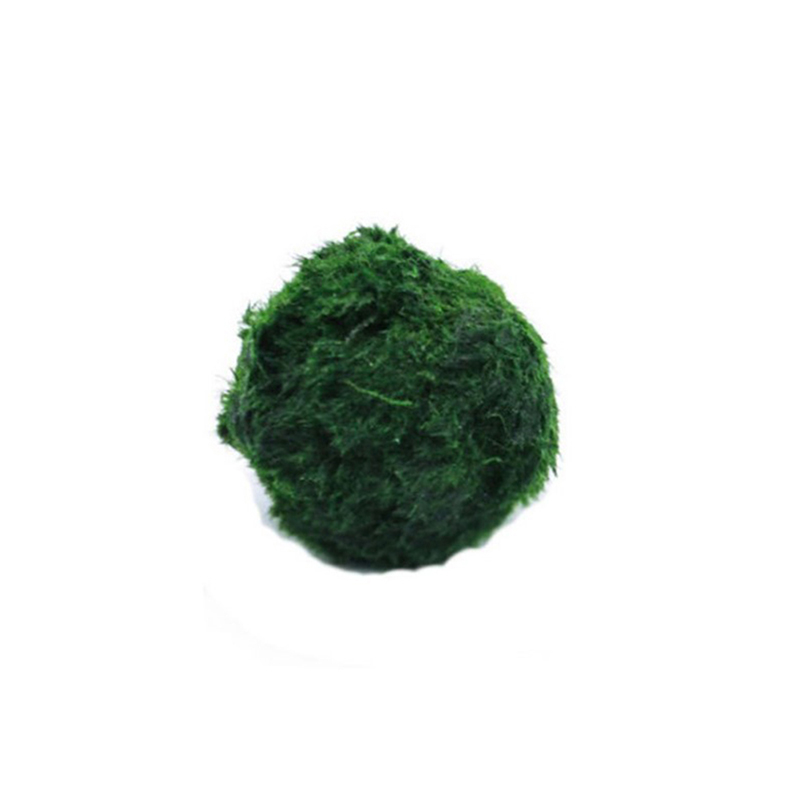 Marimo Moss Balls Live Aquariu - огляд і ціна Aquarium Plant Live