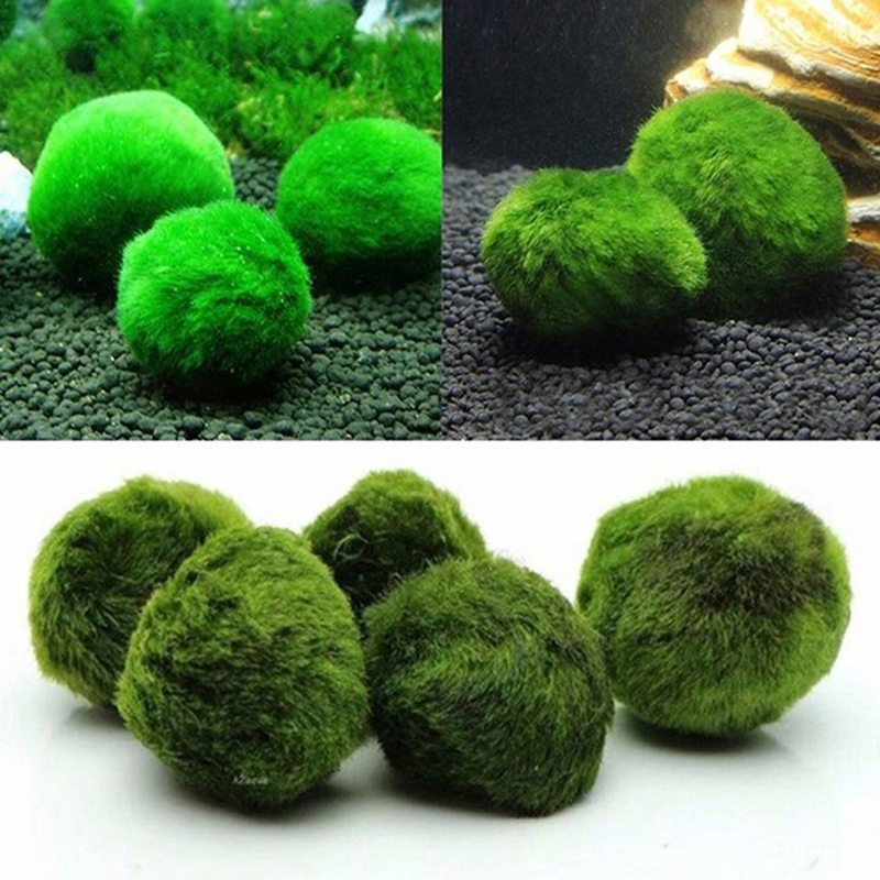 Marimo Moss Balls Live Aquariu - огляд і ціна Aquarium Plant Live