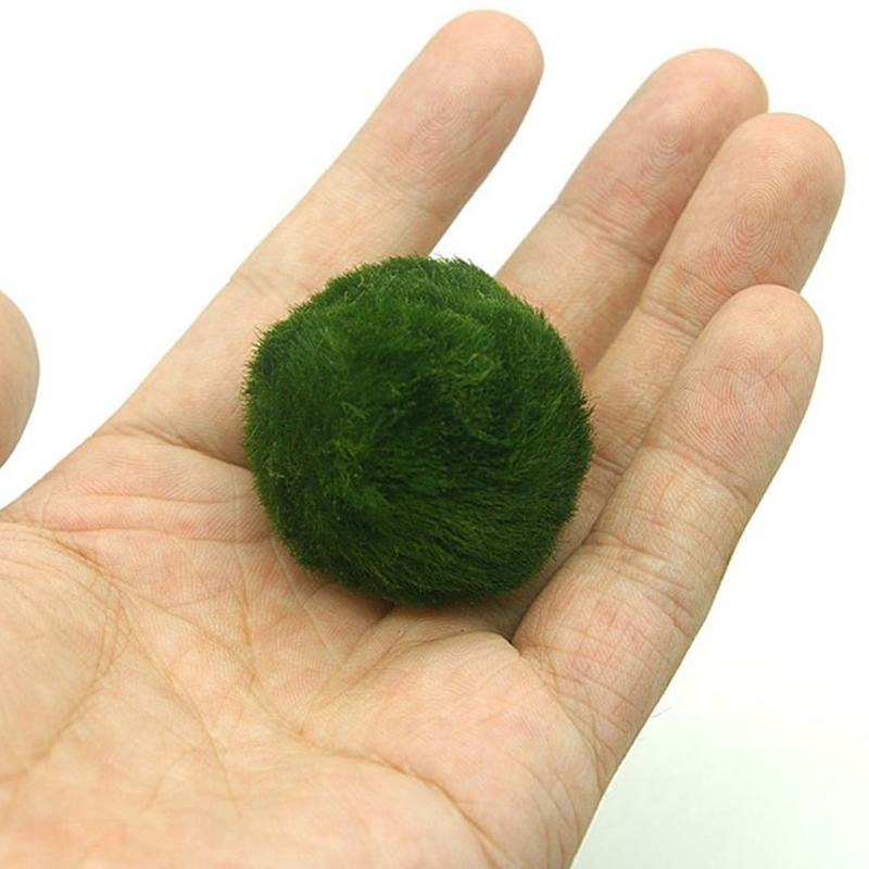 Marimo Moss Balls Live Aquariu - огляд і ціна Aquarium Plant Live