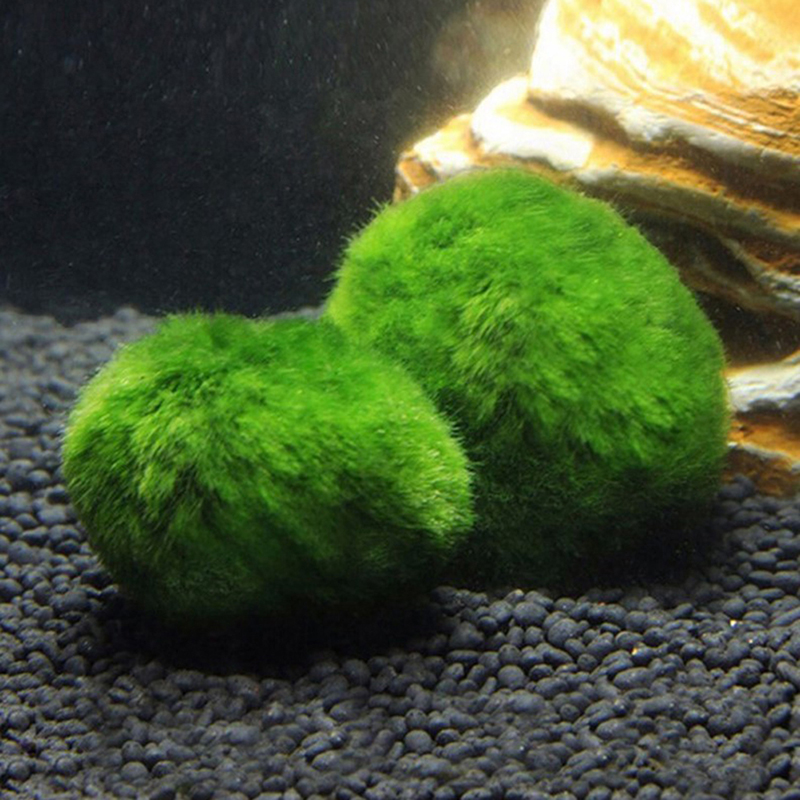 Marimo Moss Balls Live Aquariu - огляд і ціна Aquarium Plant Live