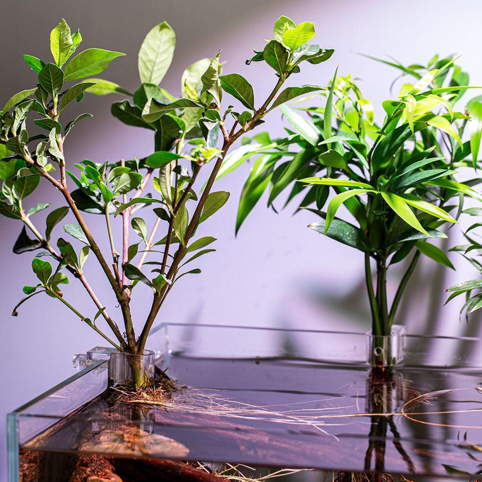 6pcs Aquarium Plant Holders Cl - огляд і ціна Aquarium Plant Live