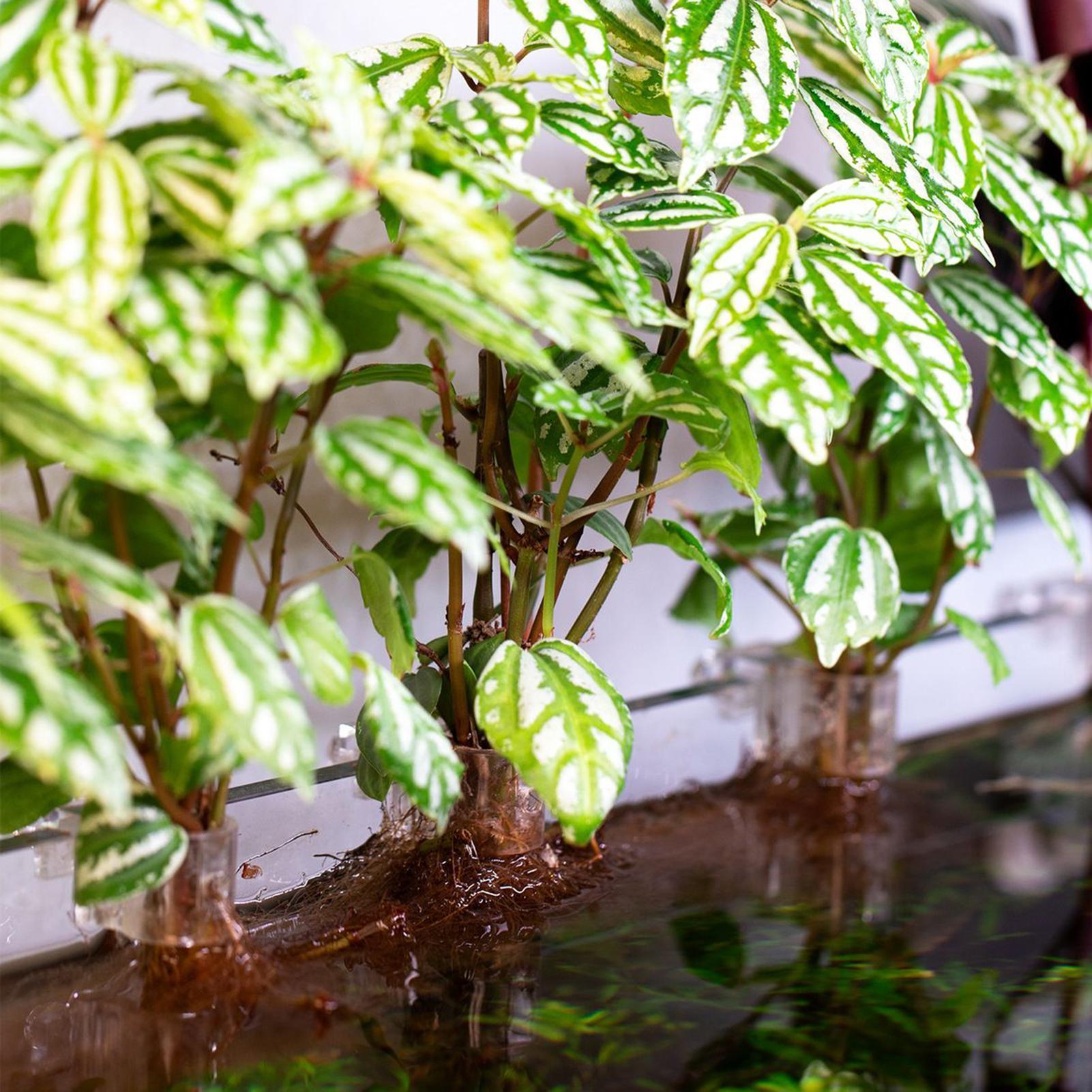 6pcs Aquarium Plant Holders Cl - огляд і ціна Aquarium Plant Live